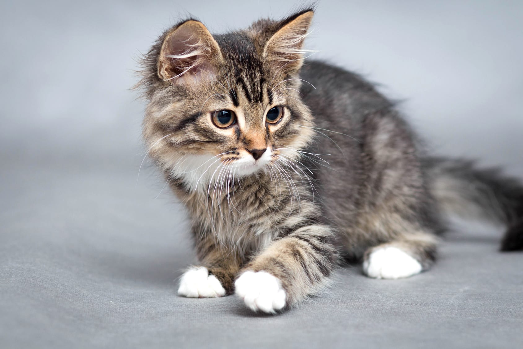 faire soigner un chat gratuitement