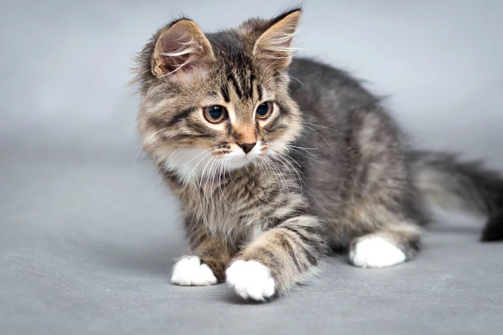 faire soigner un chat gratuitement