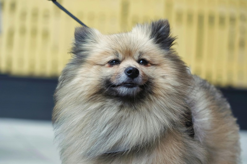 spitz nain